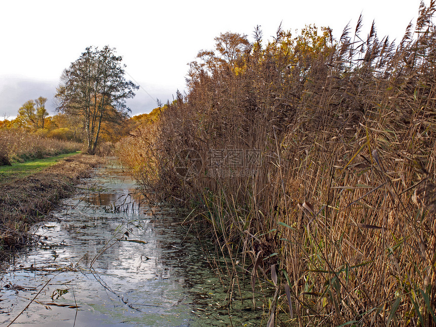 自然保护区的秋天野生动物沼泽地树木日落泥炭环境署树叶沼泽沟渠基金会图片