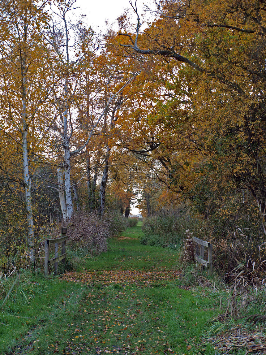 自然保护区的秋天树木日落沟渠泥炭沼泽野生动物环境署基金会沼泽地树叶图片