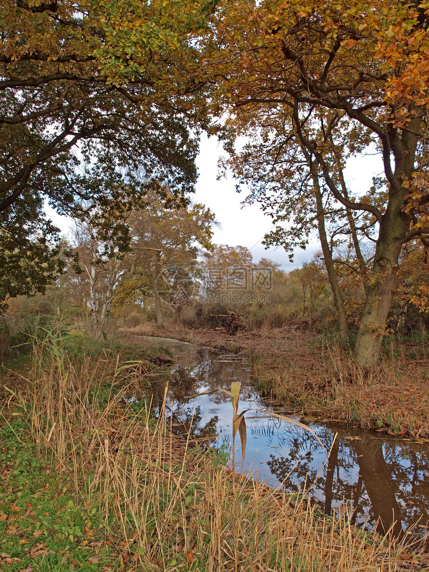 自然保护区的秋天日落泥炭树叶沟渠沼泽树木基金会野生动物环境署沼泽地图片