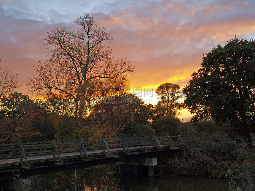 大凤凰项目的秋天日落沼泽沼泽地基金会树叶环境署沟渠树木泥炭野生动物图片