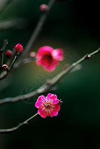 普拉姆花花中国花腊梅花朵高清图片