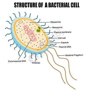 细胞质细菌细胞结构的结构插画