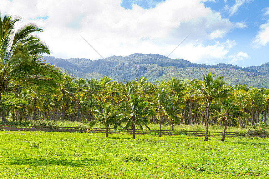 夏威夷棕榈树椰子农场热带手掌树木植物林场农业种植园水果图片