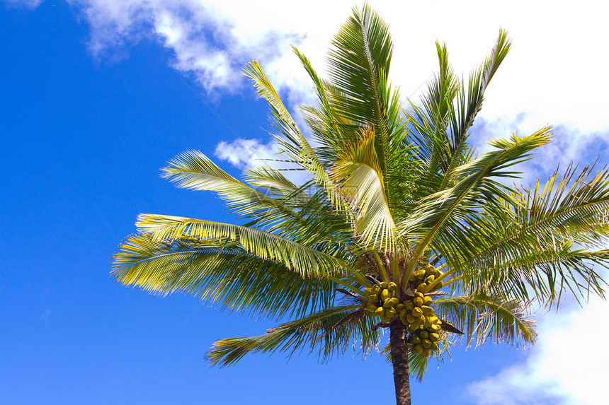 椰子填充棕榈树植物种植园手掌林场农业热带农场水果树木图片