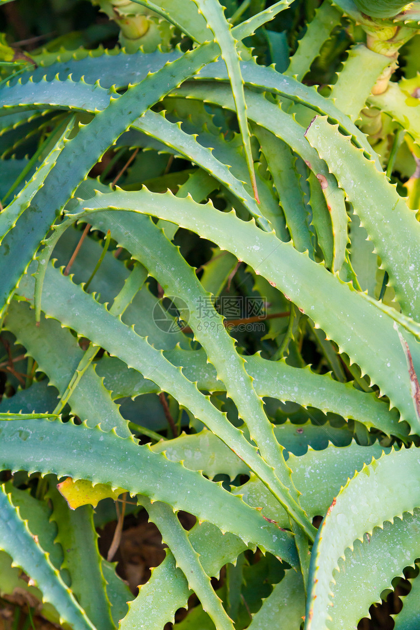抽象仙人掌摘要花园衬套沙漠绿色肉质尖刺热带植物荆棘多肉植物图片