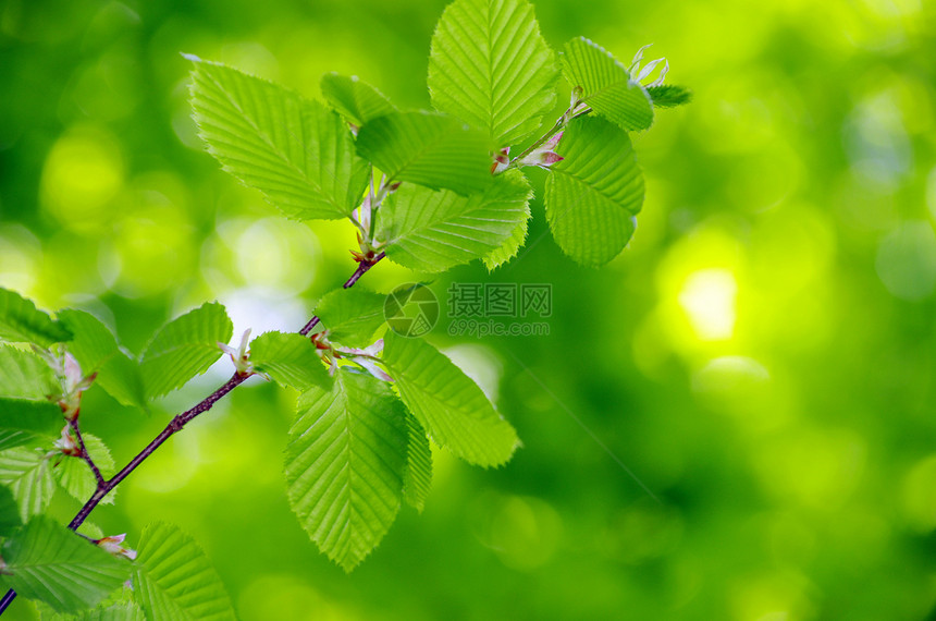 树叶生长叶子树木宏观绿色环境森林植物图片