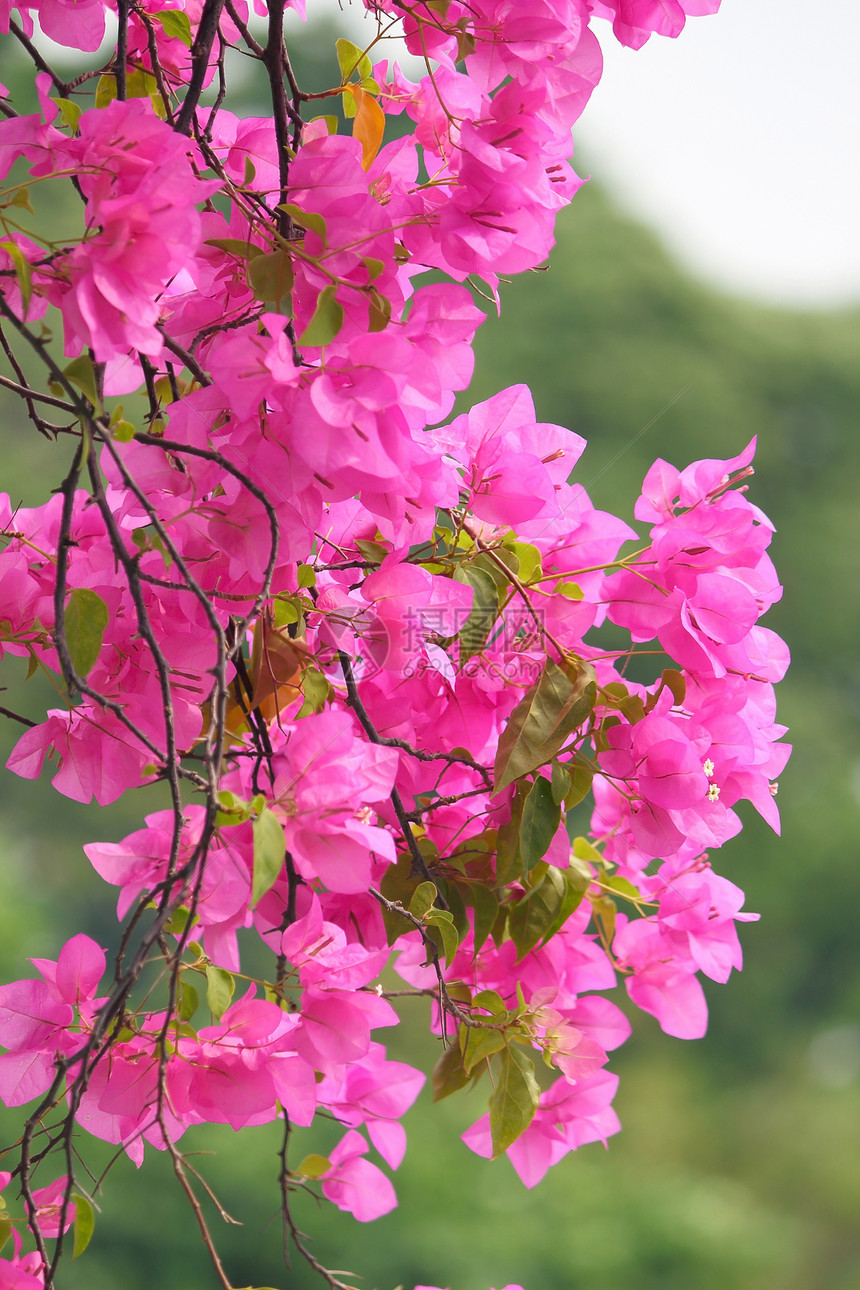 粉红盛开的布加维亚花朵图片