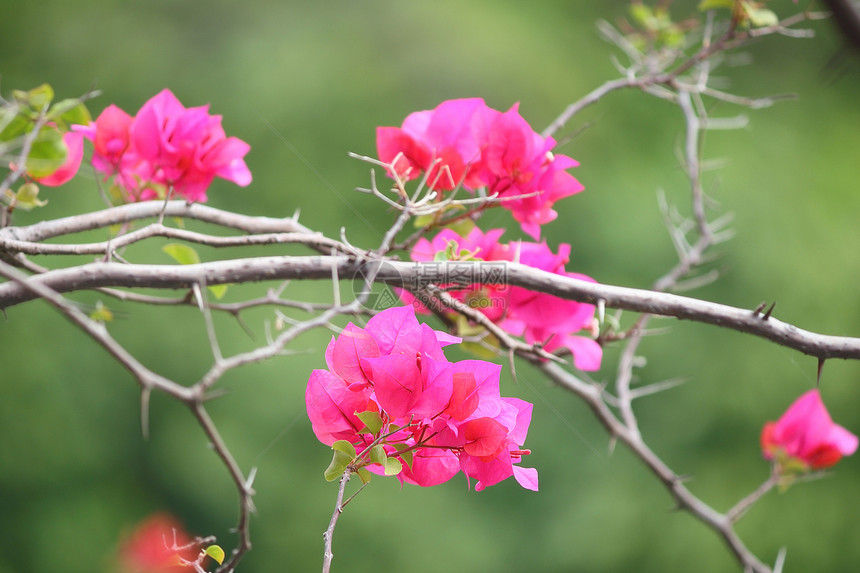 粉红布加维亚花朵绿色花园植物群花瓣叶子公园植物粉色热带图片