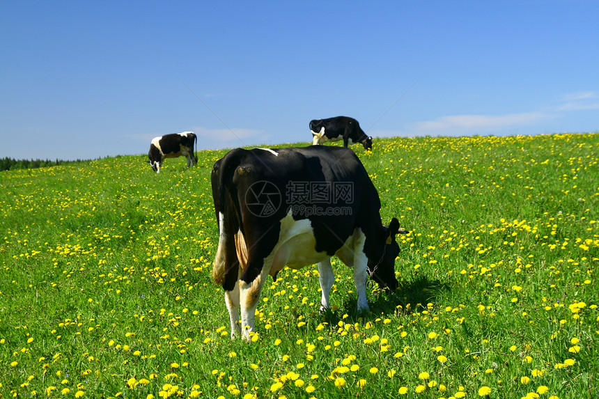 奶牛景观牧羊人农场农田农村哺乳动物家畜晴天草地村庄风景图片