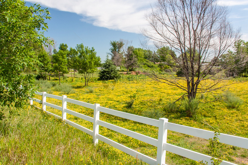 中部草原中西部的栅栏线状牧场春季鲜花图片
