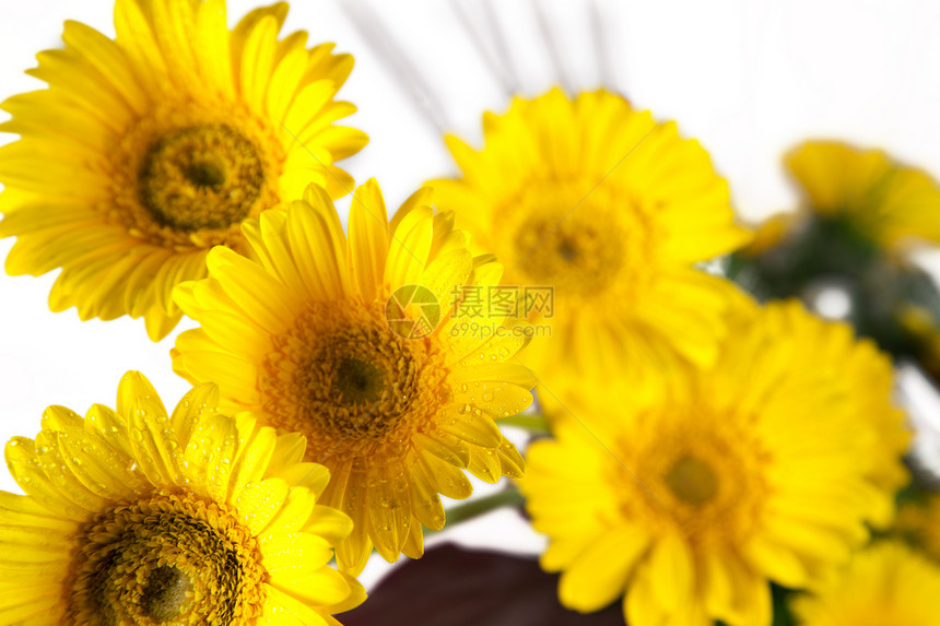 黄花和白花包粉色植物篮子花朵脆弱性花束花瓣纪念日问候语礼物图片