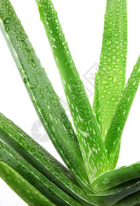 Aloe 阴阳草药绿色芦荟药品药物影棚植物美丽健康背景图片