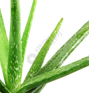 Aloe 阴阳影棚药物芦荟绿色植物美丽草药健康药品背景图片