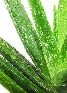 Aloe 阴阳芦荟影棚草药绿色药物药品健康美丽植物背景图片