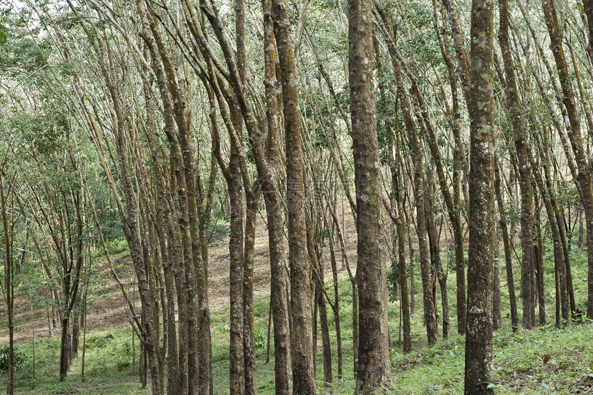 橡胶林花园收藏收获风景乳胶场景森林段落农业环境图片
