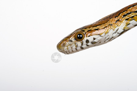 一张无害的玉米蛇的照片蛇纹石高清图片素材