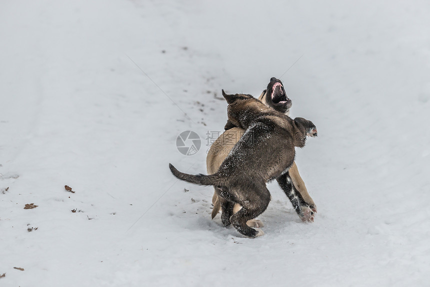 狗狗在雪中打架图片