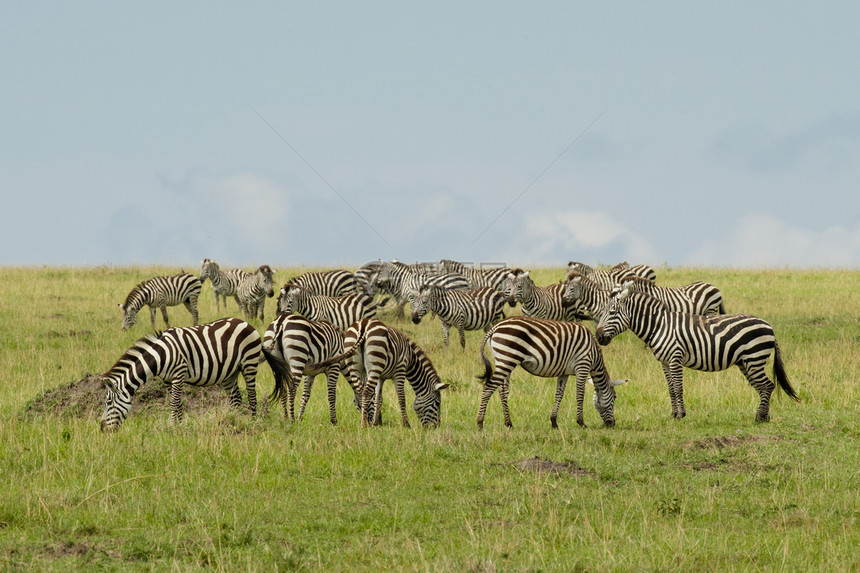萨凡纳的斑马人群体水平条纹哺乳动物黑与白野生动物图片