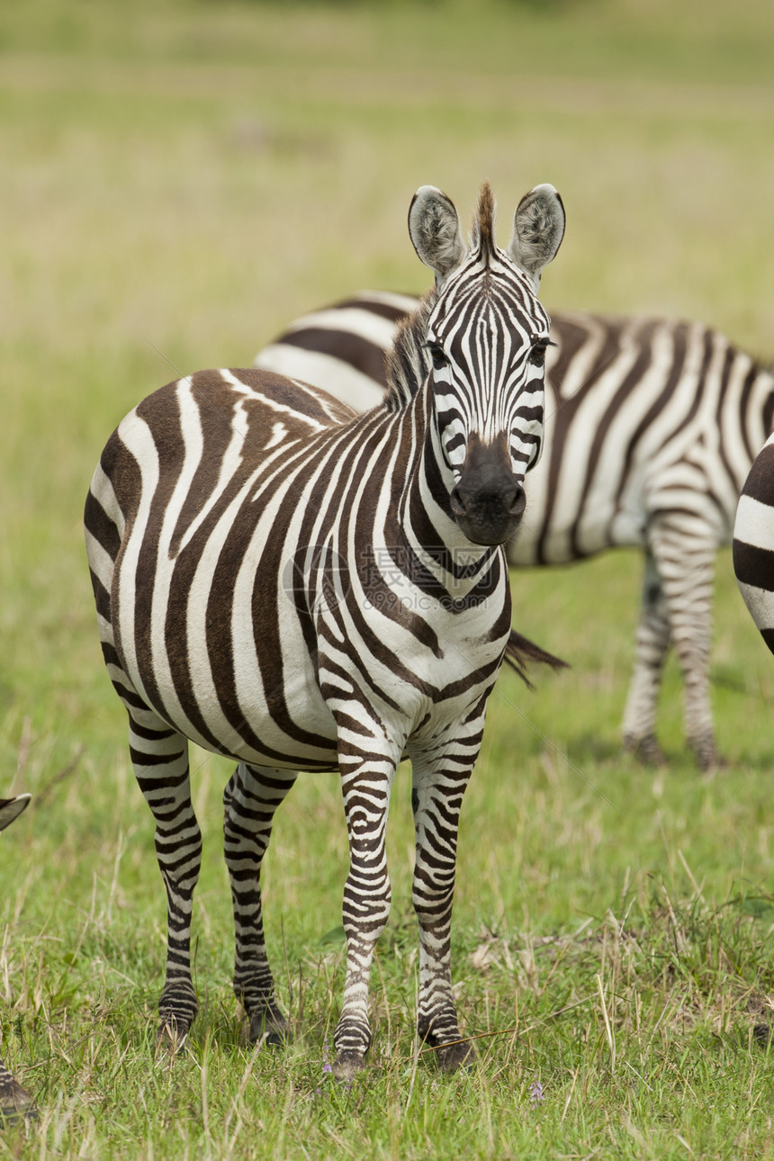泽布拉站在萨凡纳条纹野生动物黑与白水平大草原哺乳动物图片