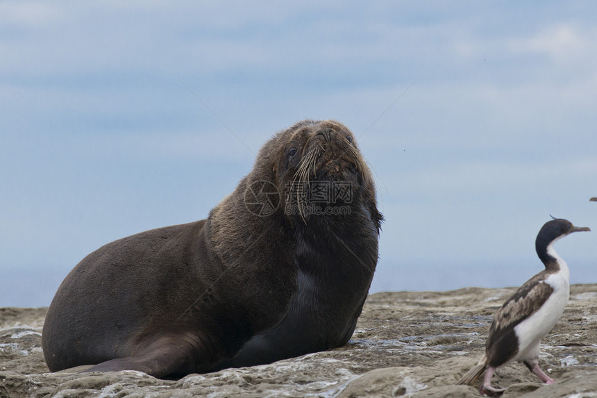 南美海狮形目哺乳动物海洋荒野棕色耳科苦参野生动物男性动物图片