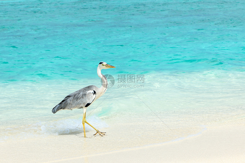 沙滩的海绵热带旅行野生动物海洋白色荒野蓝色白鹭海滩海岸图片