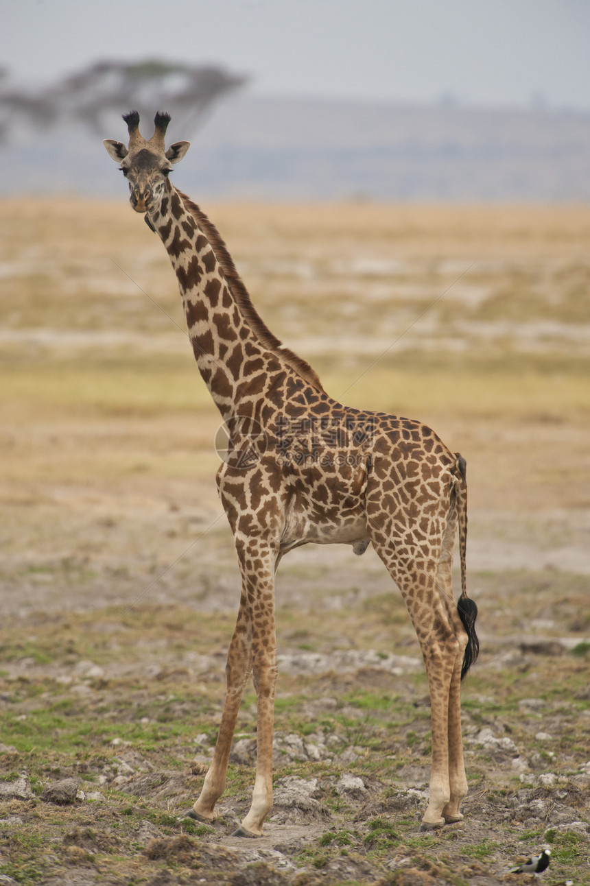 萨凡纳的法拉菲动物斑点大草原食草斑纹脖子荒野哺乳动物野生动物图片