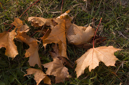 冷冻叶叶白色水晶季节性灰色季节叶子棕色天气树木树叶十二月高清图片素材