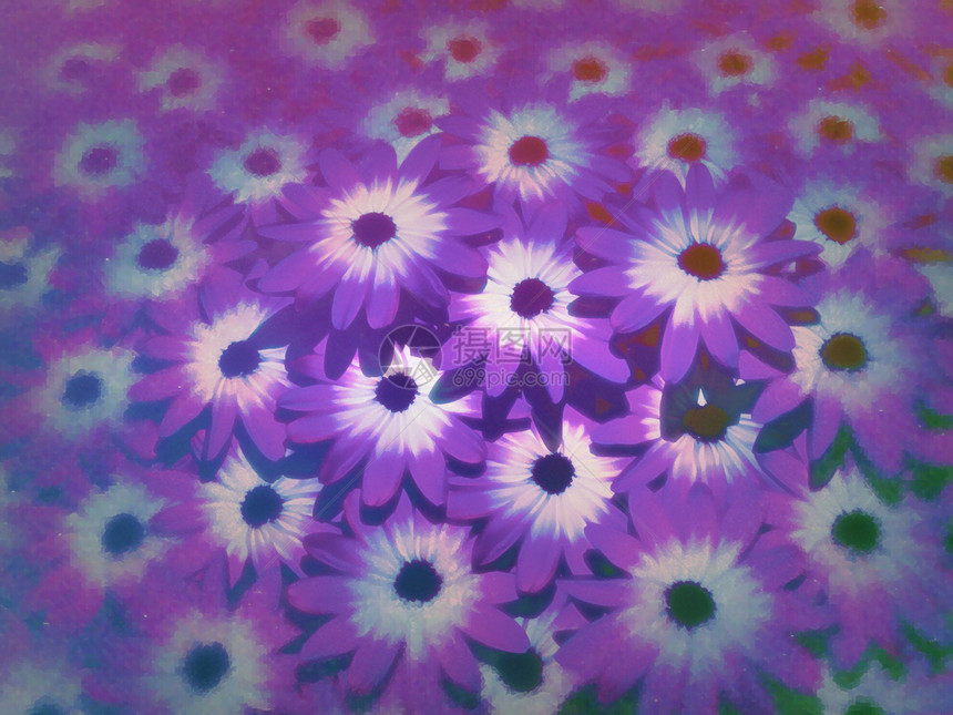紫花花插图植物花瓣紫色花园图片