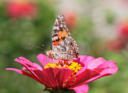 蝴蝶坐在花朵上昆虫棕色女郎宏观动物群植物群绿色彩绘粉色动物背景图片