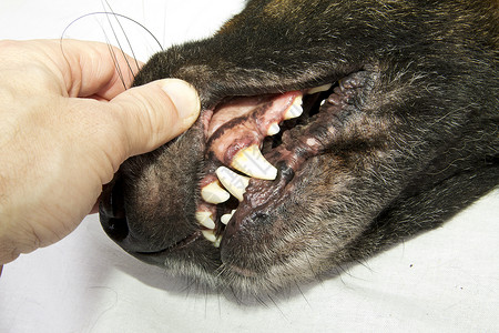 忠诚干净担当牙牙齿安全牙医宠物爪子成人乐趣毛皮犬类警卫小狗背景