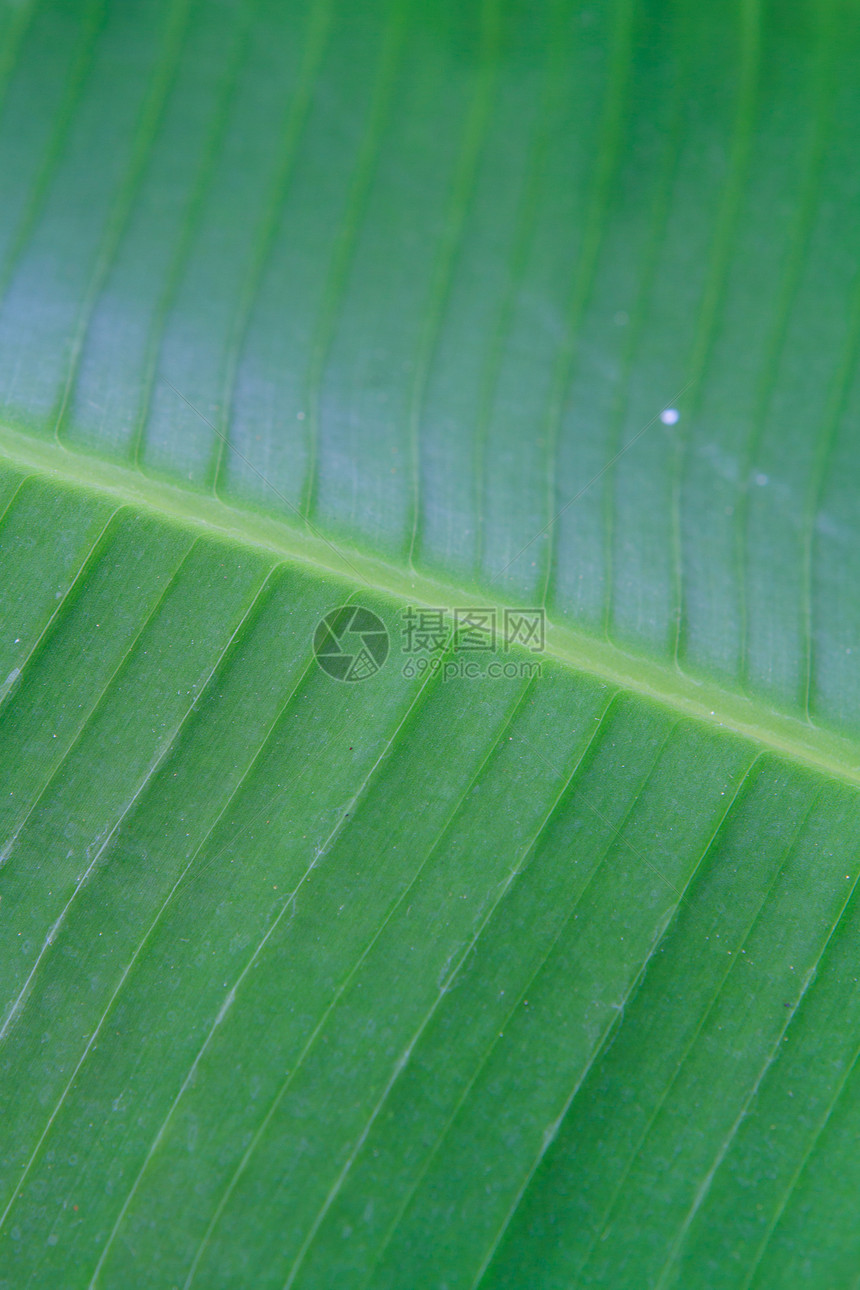 香蕉叶特写异国静脉植物学绿色植物条纹热带叶子植物细胞线条图片