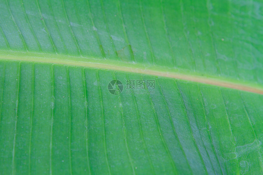 香蕉叶特写生长植物条纹宏观热带静脉光合作用植被绿色情调图片