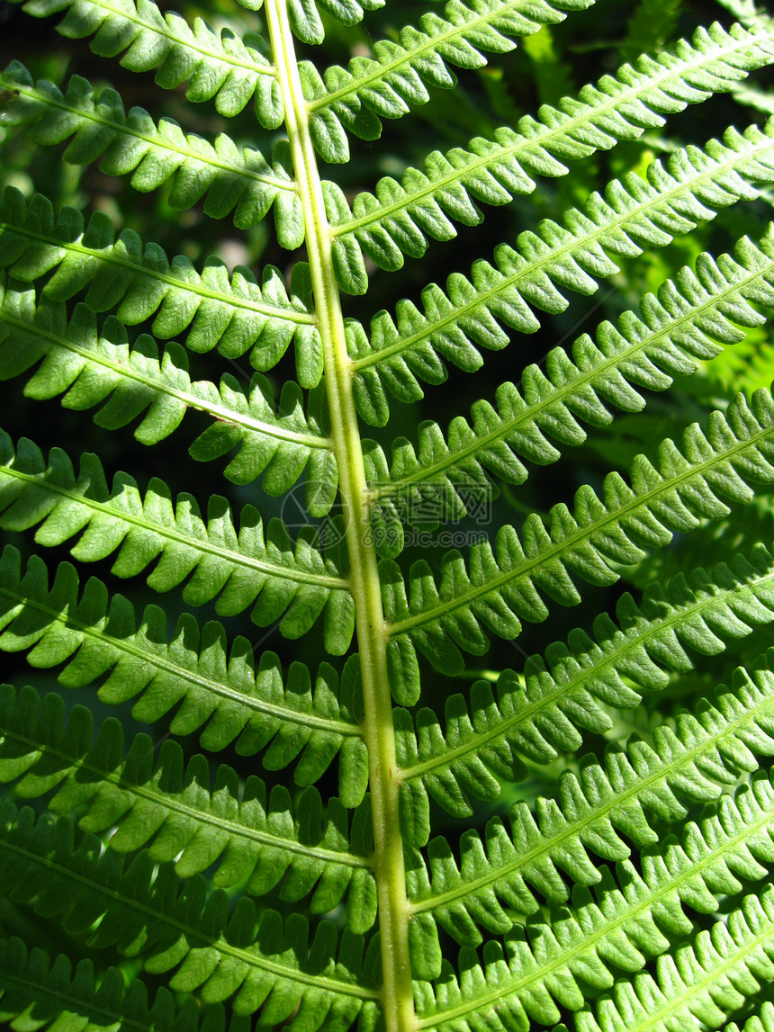野生树叶的罚款模式遗产温室卷曲生物学叶子热带版税植物学荒野深绿色图片