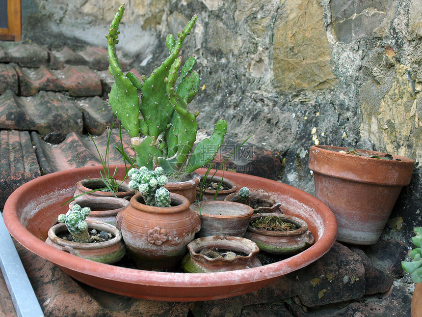 在陶瓷花盆中收集仙人掌生态作品房顶植物群瓦片图片