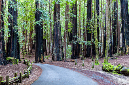 古昭公路穿过红木森林之路海岸场景巨杉盆地木材曲线绿叶栅栏红杉背景