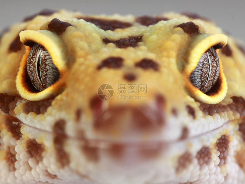 一只豹壁虎的美丽肖像爬行动物生物宏观生态午餐荒野眼睛动物园蜥蜴人爬虫学图片