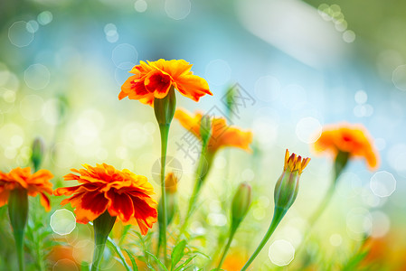 秋花背景装饰阳光草地宏观雏菊艺术花园生长植物光束背景图片