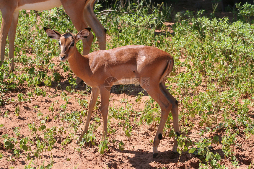 非洲的瞪羚公园食草国家野生动物动物羚羊荒野火星牛角哺乳动物图片