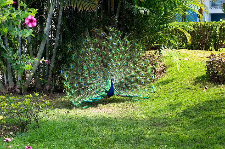 孔雀野生动物绿色仪式野鸡羽毛蓝色动物脖子公鸡尾巴图片