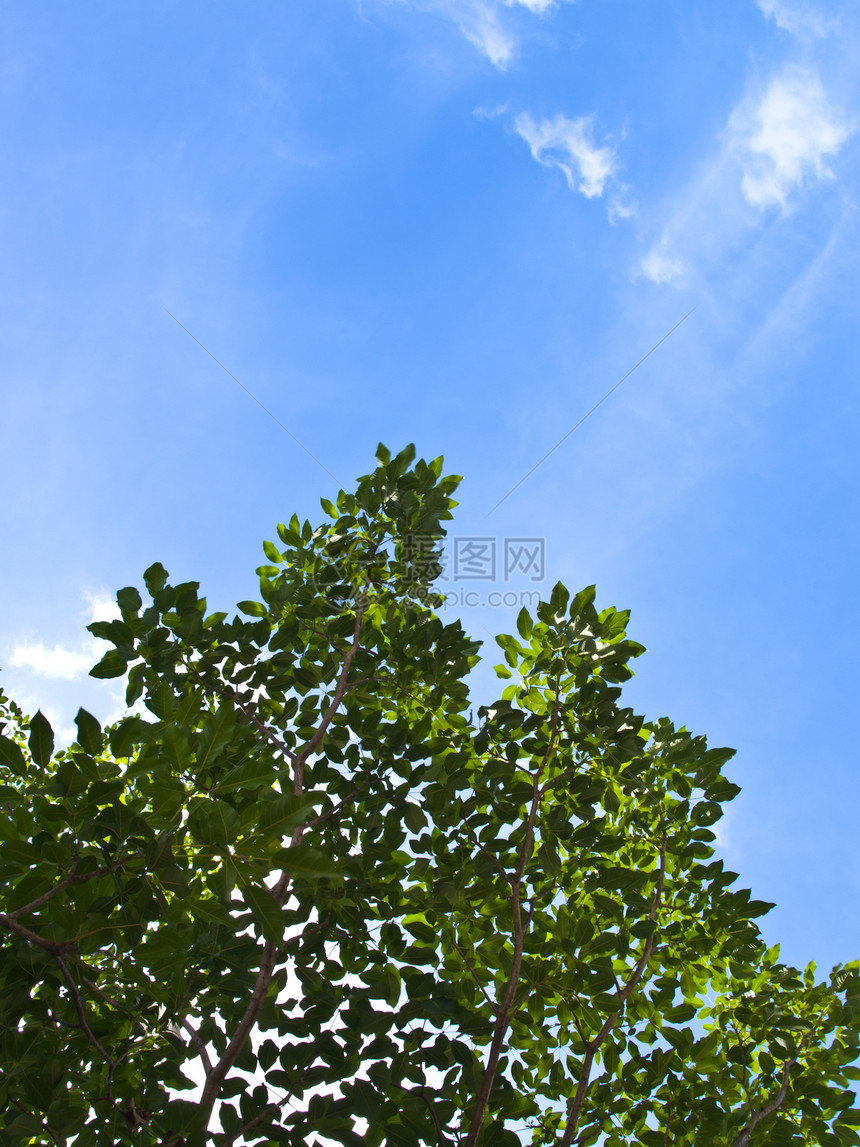 蓝天上的绿叶公园分支机构热带天空生长白色爬行者枝条框架植物图片