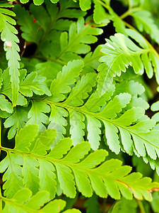 特写青绿新树叶植物学高清图片素材