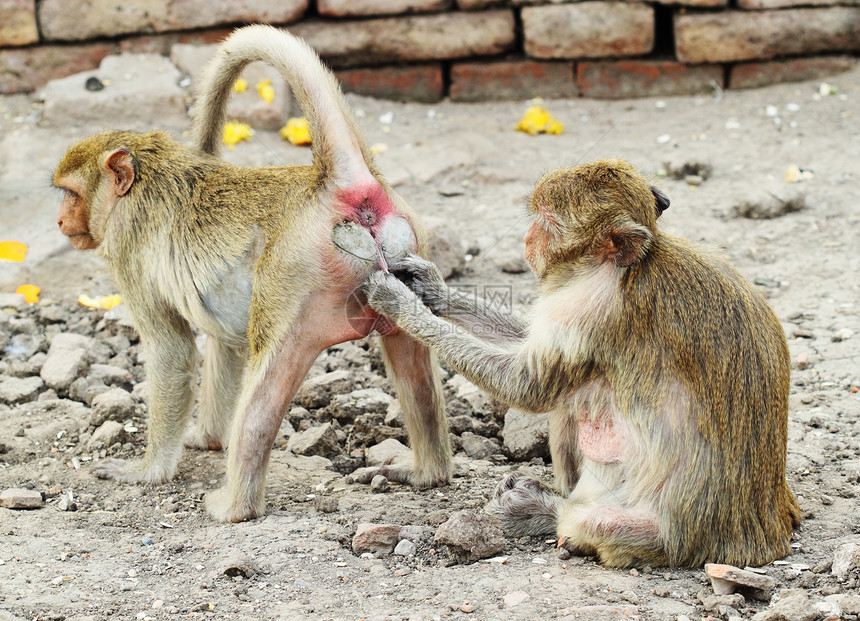 两只猴子休息丛林香蕉动物荒野哺乳动物野生动物婴儿大猩猩国家屁股图片