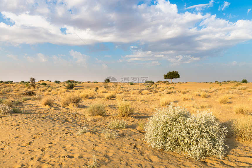 沙漠中一棵rhejri树晴天蓝色环境生态灌木国家气候植物图片