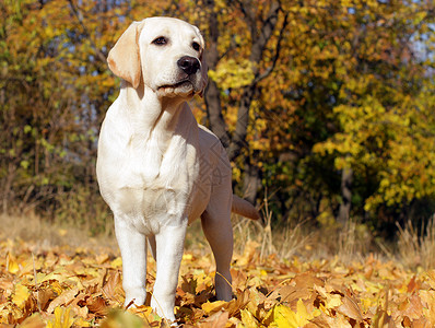 黄色狗秋天的黄拉布拉多小狗孩子公园树叶喜悦朋友宠物太阳森林猎犬背景