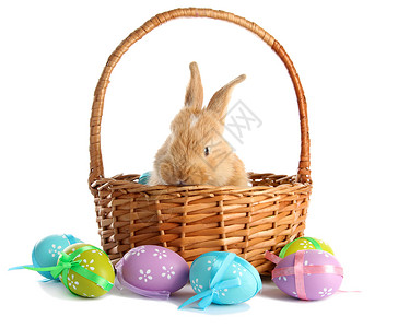 兔子兔篮子白色背景图片
