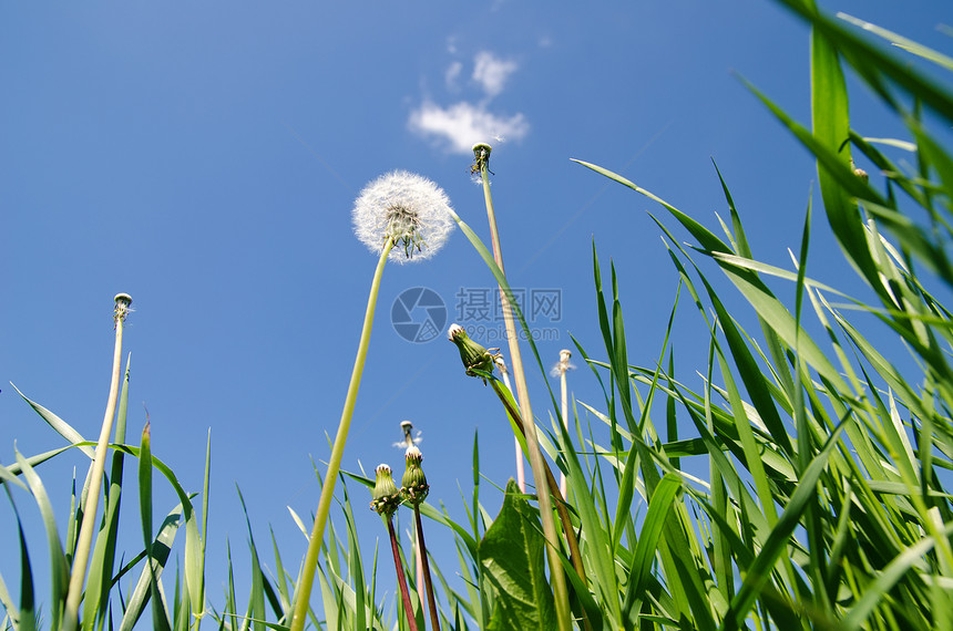 绿草地和蓝天空中的旧花粉季节草地场景种子飞行农村生长植物群植被生物图片