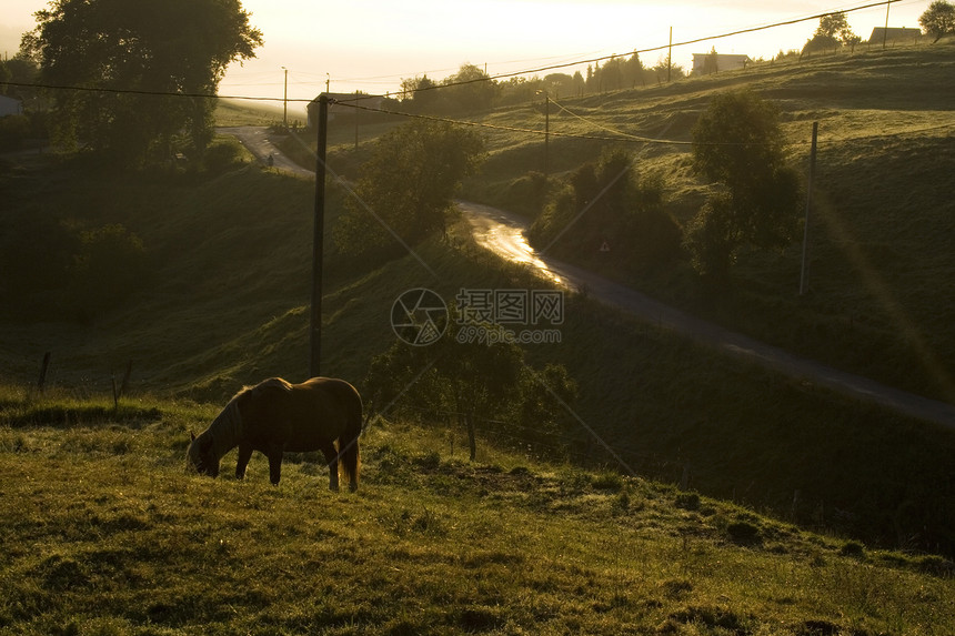 马马放牧日出食草动物栅栏乡村绿色场地农村农场植被图片