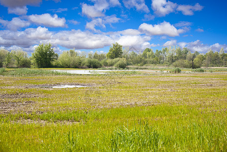 Flambro生物群落 复发湖水池塘芦苇弹簧植物学农业植被农村栖息地绿色背景