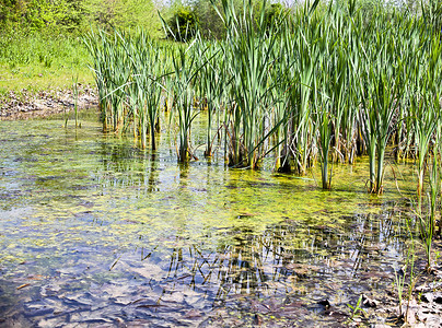 Flambro生物群落 复发乡村弹簧沼泽池塘湖水绿色栖息地农业树木地下水背景