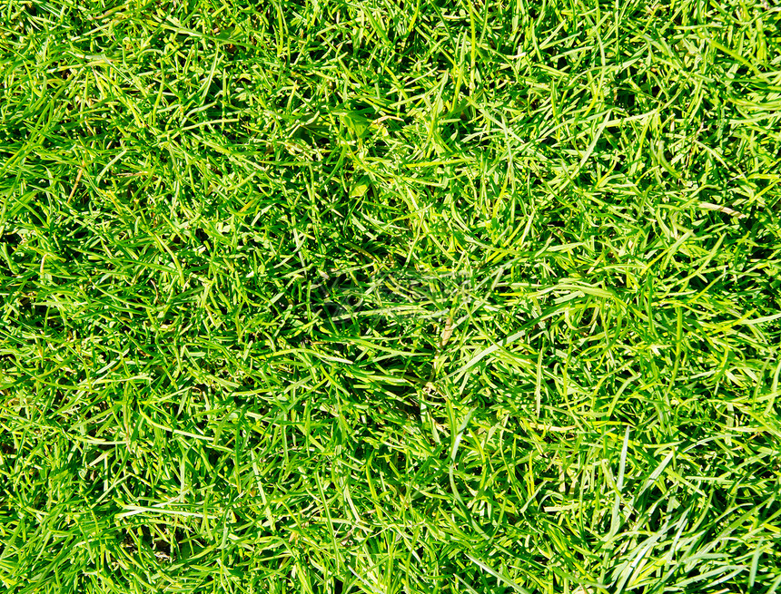 绿绿色草质背景边界环境植物花园墙纸场地野餐公园绿化院子图片